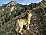 13 Proseguiamo in direzione Forcolino di Torcola (non segnalato ma bern riconoscibile  in alto) ...